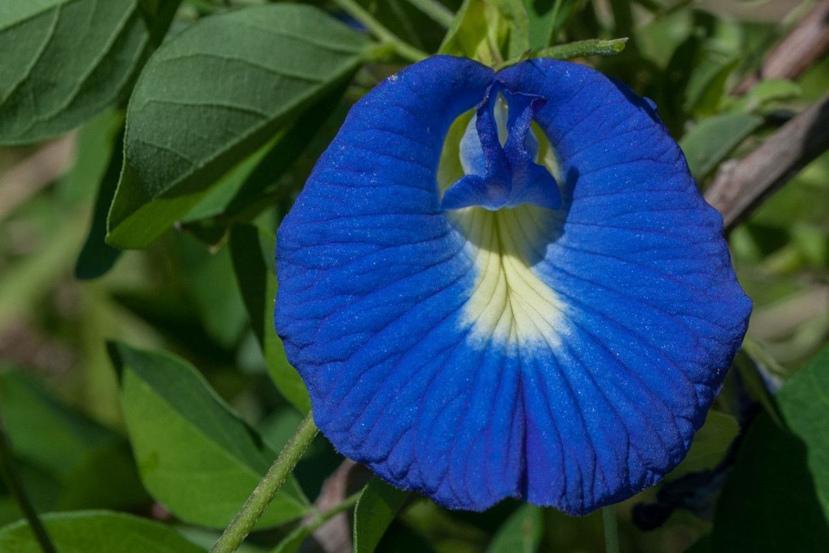Butterfly pea flower, el té que cambia de color Infusionismo